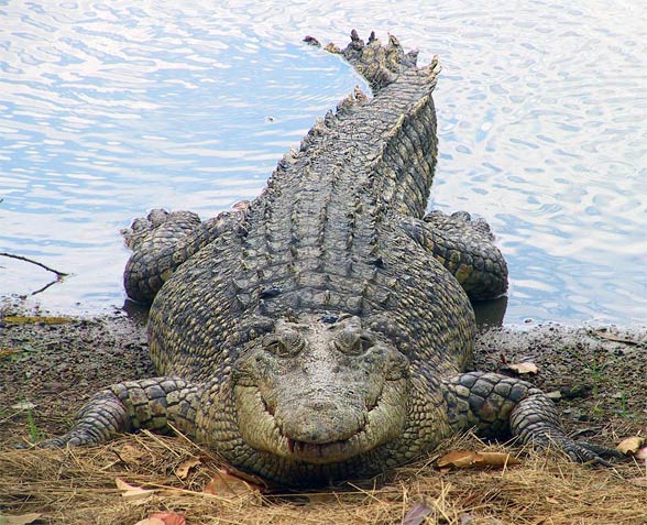 The Largest Reptile In The World Facts DinoAnimals