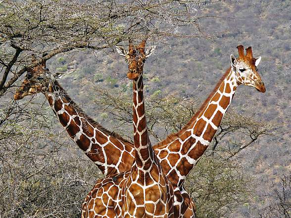 tallest animal in the world other than giraffe