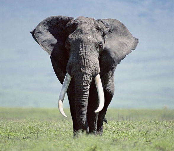 How Much Does An Elephant s Trunk Weigh 