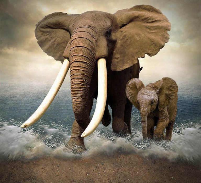 How much do elephant tusks weigh?