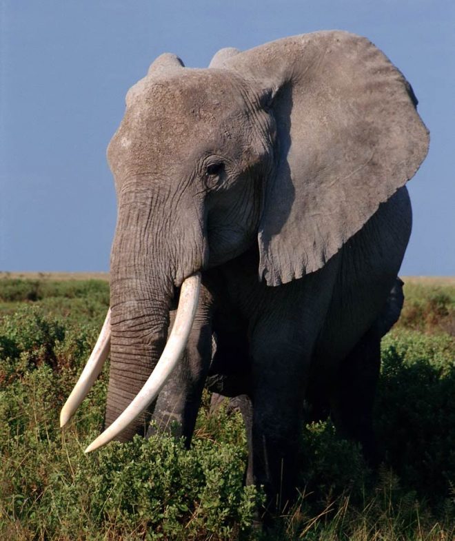 How long does an elephant live?