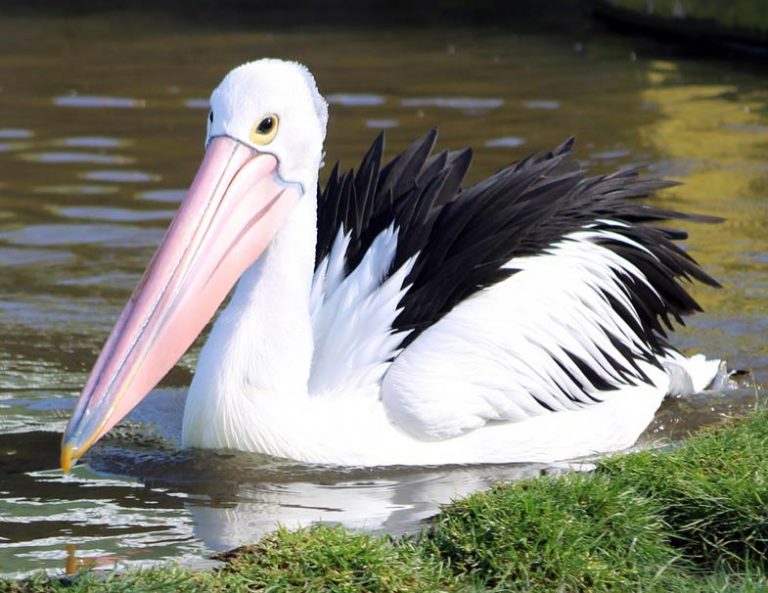Which bird has the longest beak?