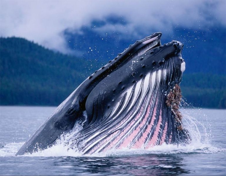 Are whales dangerous?